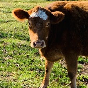 Meet your Posher, Franklin